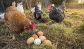 افزایش سه‌برابری تولید تخم‌مرغ مرغ بومی و ۶ میلیون دلار صرفه‌جویی ارزی با فناوری‌های تات