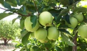 سیبهای آذربایجانغربی یک گام به برداشت پایدار نزدیکتر شدند؛ رمزگشایی از عوامل ریزش میوه