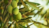 کاهش وابستگی به سموم شیمیایی در باغهای زیتون؛ راهکار زیستی پژوهشگران گیلان خسارت مگس زیتون را ۲۰ درصد کاهش داد