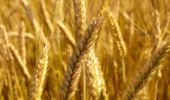 موسسه تحقیقات اصلاح و تهیه نهال و بذر