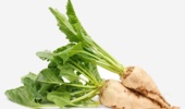 موسسه تحقیقات اصلاح و تهیه بذر چغندر قند