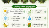 ارائه راهکارهای فنی برای افزایش بهره‌وری تولید موز در مناطق گرمسیری