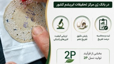 آغاز پایش علمی تفریخ تخم نوغان برای ارتقای کیفیت لاین‌های ژنتیکی
