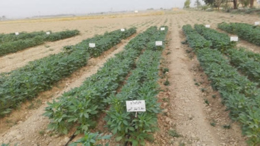 داراب ۱ ؛ رقم برتر کنجد برای شرایط کم‌آبی شناسایی شد/ دستاورد پژوهشی خوزستان در مسیر ارتقای بهره‌وری آب و پایداری تولید