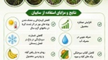 ارائه راهکارهای فنی برای افزایش بهره‌وری تولید موز در مناطق گرمسیری