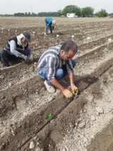 گامی بنیادین در خودکفایی بذر هیبرید فلفل؛ تولید و ارزیابی ژنتیکی لاین‌های خالص توسط محقق تات