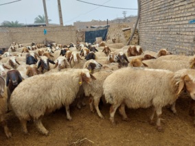 انتخاب ژنتیکی به جای آمیخته‌گری بی‌برنامه؛ راهکار کم‌هزینه عضو هیأت علمی تات برای بهبود بهره‌وری گله‌های گوسفند