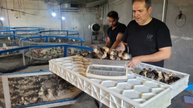جهش ژنتیکی در مسیر تولید بوقلمون؛ استقرار بیش از ۲ هزار جوجه پرتولید برای نوسازی گله‌های مادر
