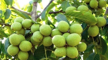 ارقام جدید گردوی «الوند» و «چالدران» عملکردی تا ۵ برابر بیشتر از باغات بذری دارند