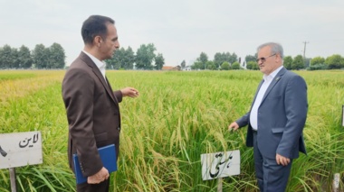 هدف‌گذاری برای ایجاد ۵۰۰ مزرعه الگویی؛ برنامه تات برای خودکفایی ۹۰ درصدی در تولید برنج