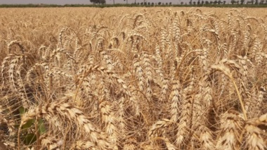 مانا به سبد ارقام ملی پیوست؛ افزایش ظرفیت تولید گندم نان در دیمزارهای گرم کشور