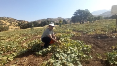 ثبت ذخایر ژنتیکی گرمک دیم کردستان برای ورود به چرخه اصلاح ارقام