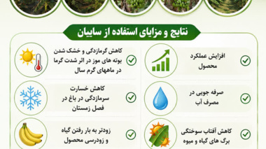 ارائه راهکارهای فنی برای افزایش بهره‌وری تولید موز در مناطق گرمسیری