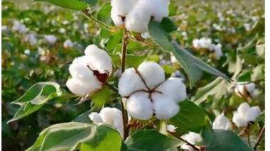 پژوهشگر مرکز تحقیقات و آموزش کشاورزی و منابع طبیعی اصفهان در گفت‌وگو با ایرنا؛