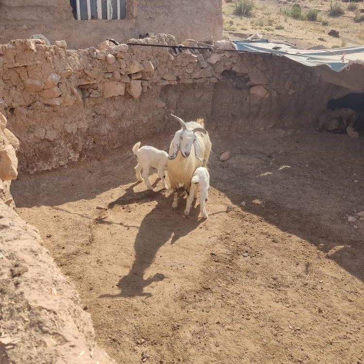 آیین نامه ۱