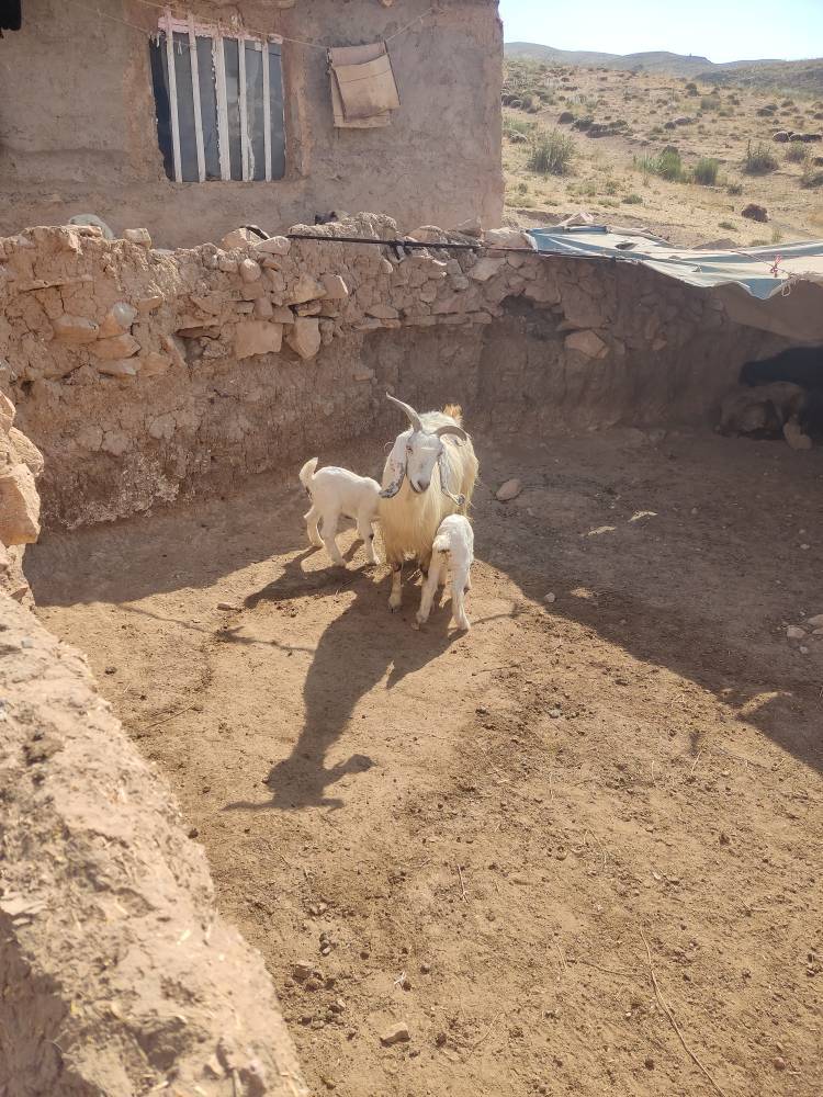 آیین نامه ۱